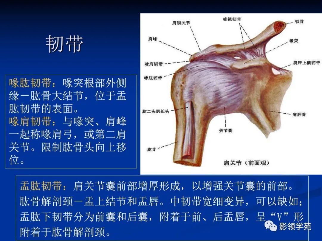 影像PPT - 肩袖解剖及损伤的临床及MRI诊断-50 影像PPT - 肩袖解剖及损伤的临床及MRI诊断-50