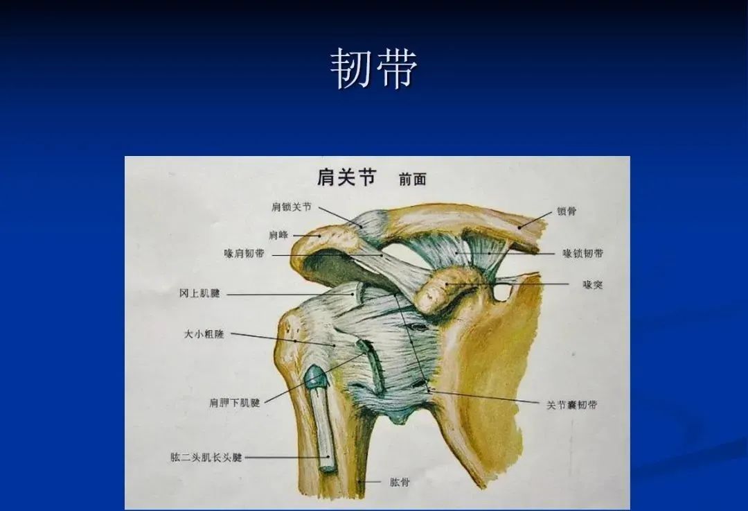 影像PPT - 肩袖解剖及损伤的临床及MRI诊断-51 影像PPT - 肩袖解剖及损伤的临床及MRI诊断-51