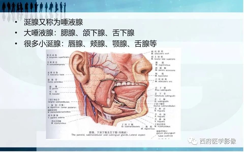 影像PPT - 【PPT】涎石症的影像诊断-11