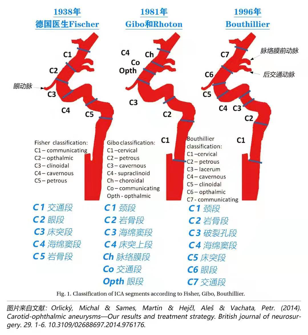 影像PPT - 精美解剖图谱：颈内动脉的走行、分段、分支-1