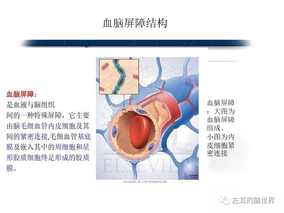 影像PPT - 【PPT】脑肿瘤基础：血脑屏障、强化、水肿-3