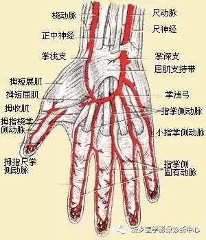 影像PPT - 上肢动脉血管详细解剖-4 影像PPT - 上肢动脉血管详细解剖-4