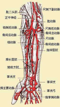 影像PPT - 上肢动脉血管详细解剖-3 影像PPT - 上肢动脉血管详细解剖-3