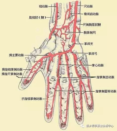 影像PPT - 上肢动脉血管详细解剖-5 影像PPT - 上肢动脉血管详细解剖-5