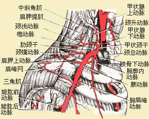 影像PPT - 上肢动脉血管详细解剖-6 影像PPT - 上肢动脉血管详细解剖-6