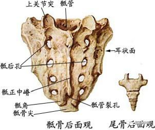 影像PPT - 7种骶骨肿瘤影像表现-1 影像PPT - 7种骶骨肿瘤影像表现-1