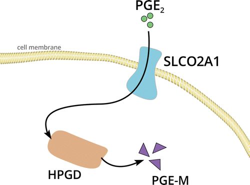 影像PPT - 肥大性骨关节病(HOA)的临床和影像特征-4 影像PPT - 肥大性骨关节病(HOA)的临床和影像特征-4