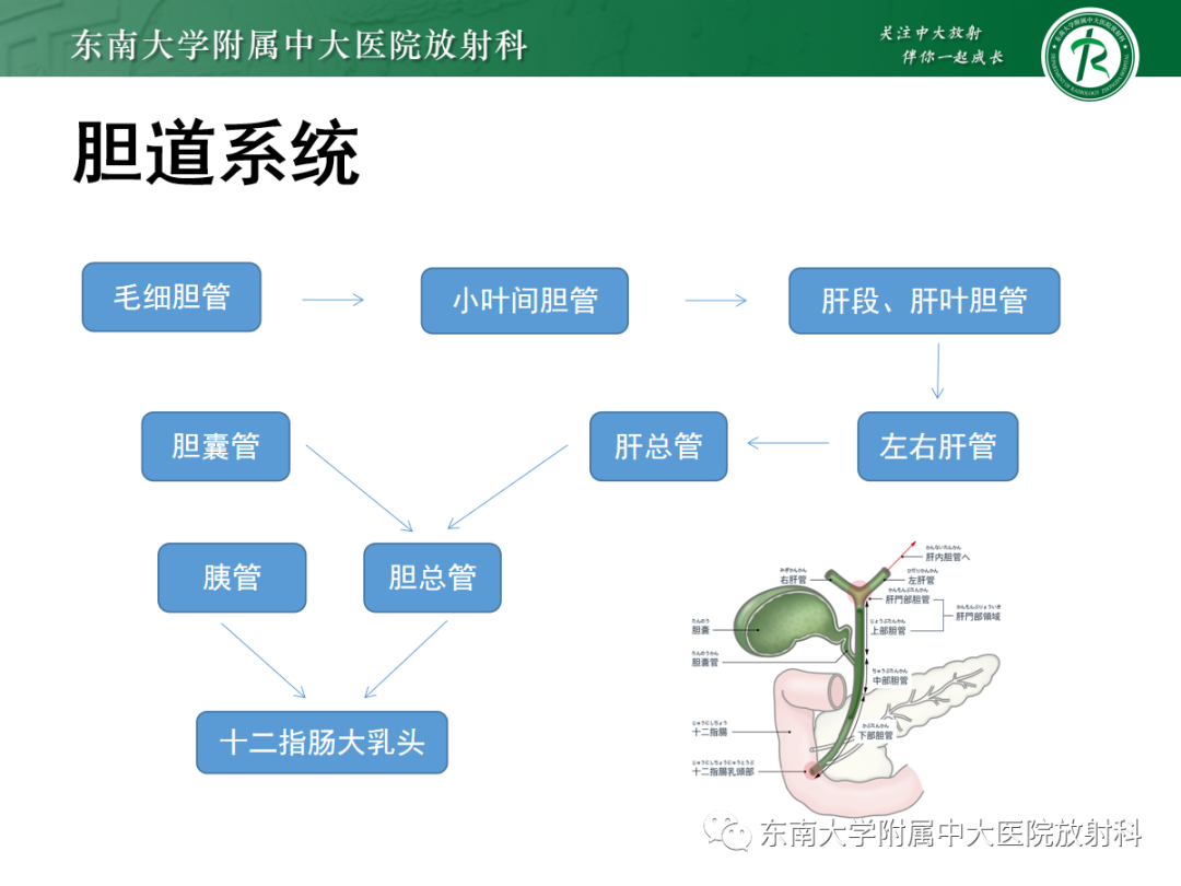 影像PPT - 【PPT】Caroli病-5 影像PPT - 【PPT】Caroli病-5