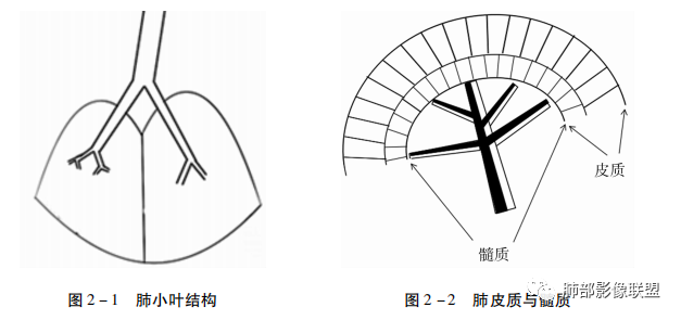 影像PPT - 新冠肺炎相关解剖及分布特征-1