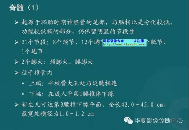 影像PPT - 史上最全断层解剖图谱-28