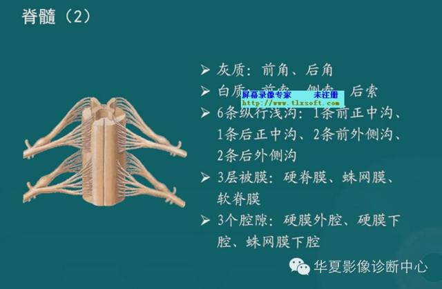 影像PPT - 史上最全断层解剖图谱-29