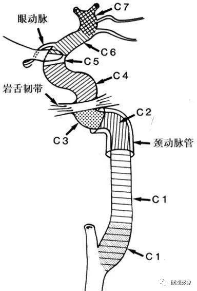影像PPT - 史上最全断层解剖图谱-60