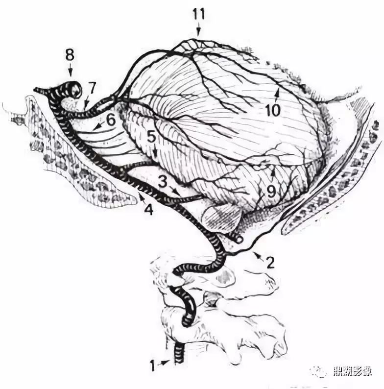 影像PPT - 史上最全断层解剖图谱-65