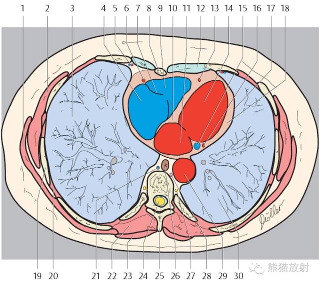影像PPT - 史上最全断层解剖图谱-150