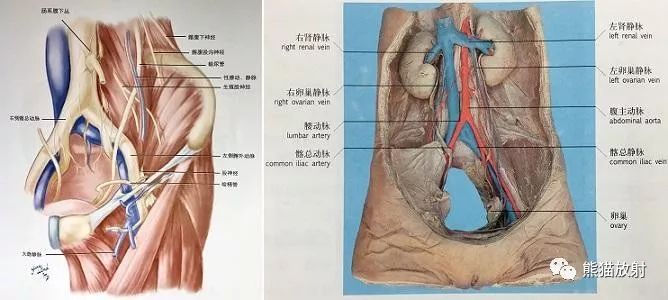 影像PPT - 史上最全断层解剖图谱-279