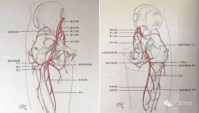 影像PPT - 史上最全断层解剖图谱-282