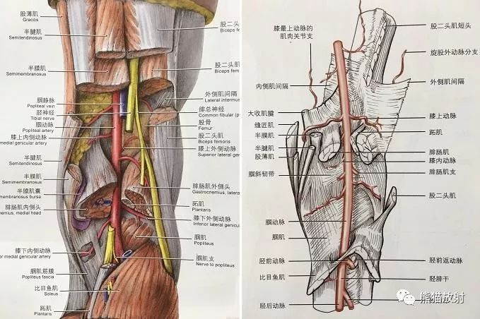 影像PPT - 史上最全断层解剖图谱-285