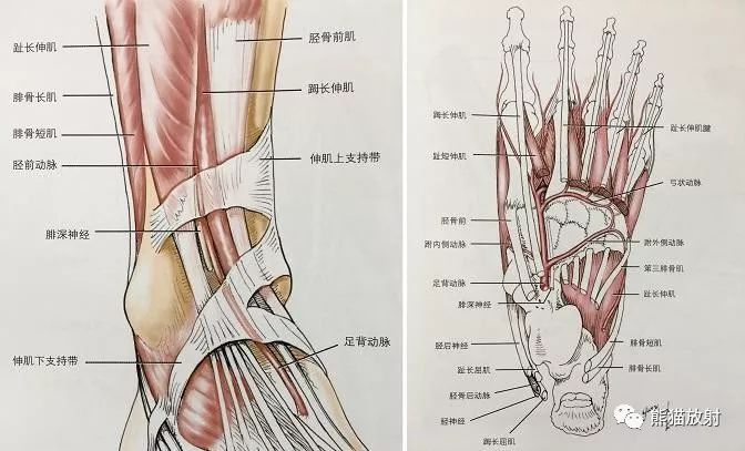 影像PPT - 史上最全断层解剖图谱-291
