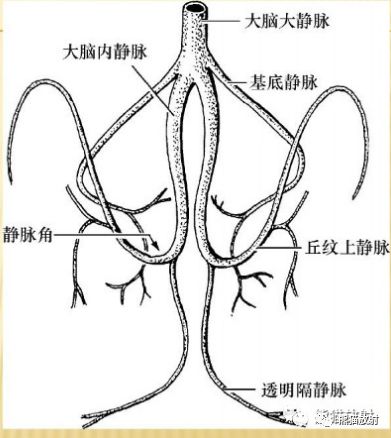 影像PPT - 脑膜解剖及其血供、硬脑膜静脉窦、MRV-11 影像PPT - 脑膜解剖及其血供、硬脑膜静脉窦、MRV-11