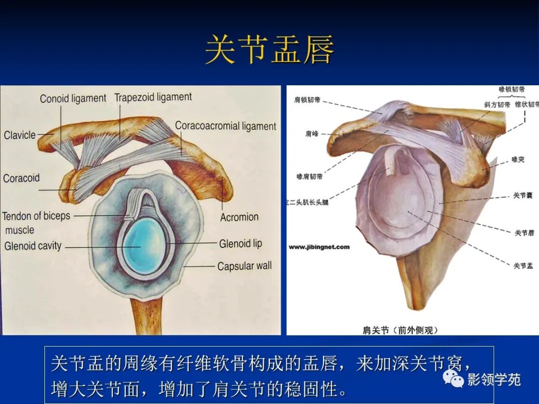 影像PPT - 【PPT】肩关节盂唇损伤的MRI诊断-4 影像PPT - 【PPT】肩关节盂唇损伤的MRI诊断-4