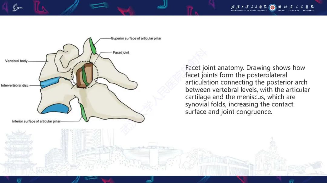 影像PPT - 【PPT】椎旁小关节病变影像诊断-5