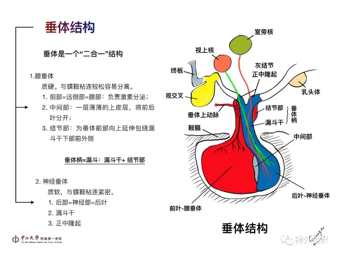 影像PPT - 【PPT】垂体瘤的多彩阅片-2