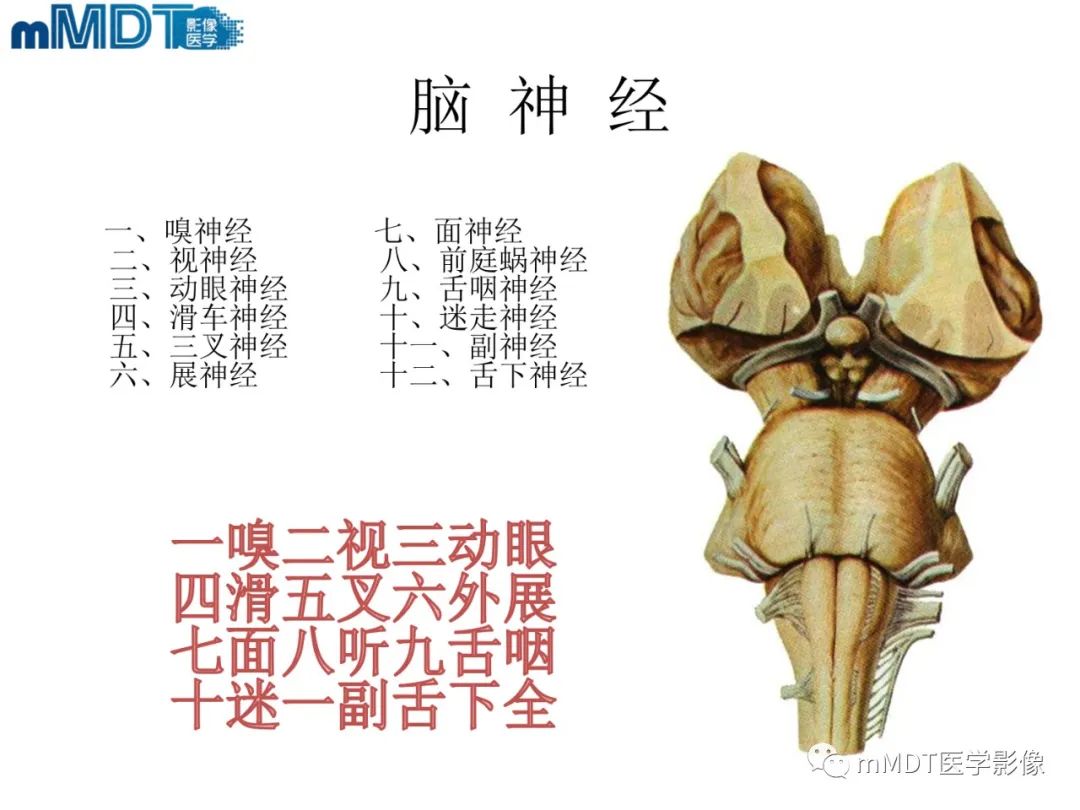 影像PPT - 【PPT】脑神经的影像辨识-2 影像PPT - 【PPT】脑神经的影像辨识-2