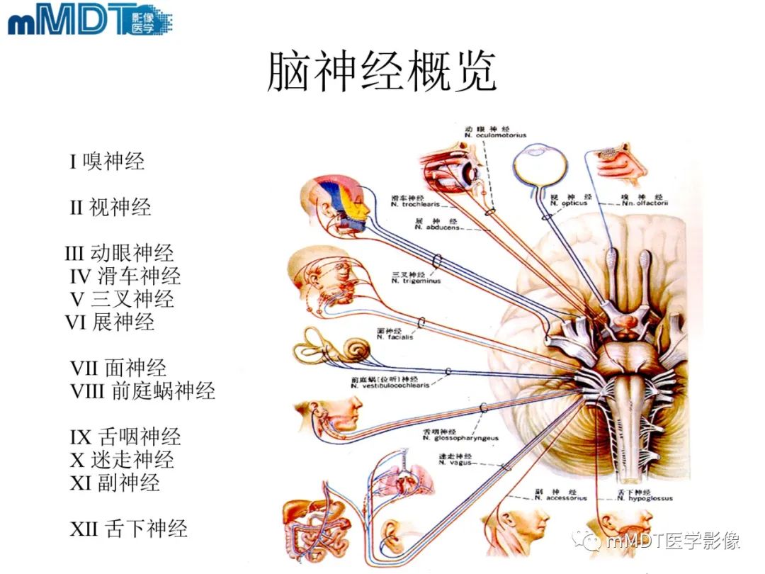 影像PPT - 【PPT】脑神经的影像辨识-3 影像PPT - 【PPT】脑神经的影像辨识-3