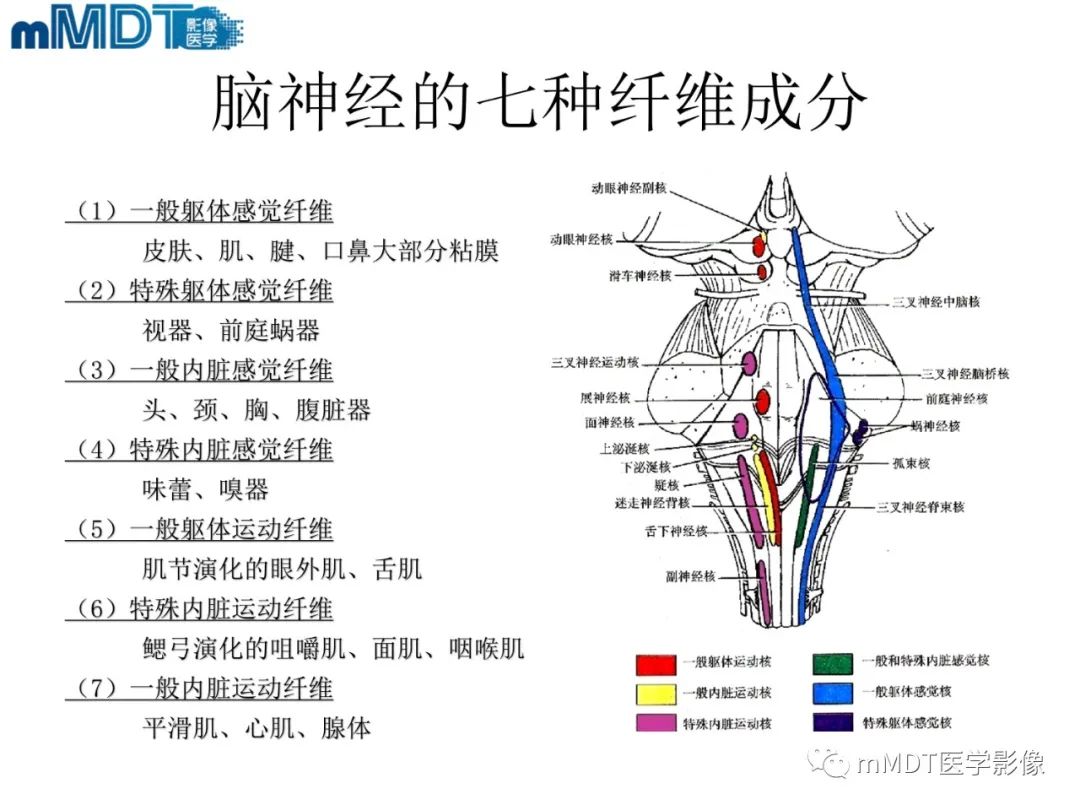 影像PPT - 【PPT】脑神经的影像辨识-4 影像PPT - 【PPT】脑神经的影像辨识-4