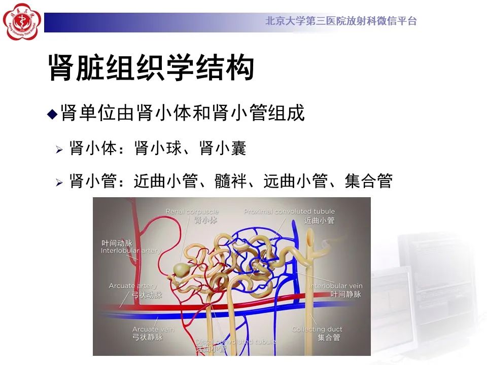 影像PPT - 【PPT】髓质海绵肾的影像-19