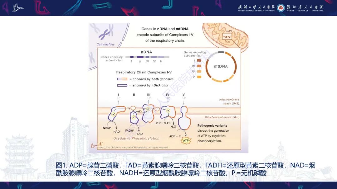 影像PPT - 【PPT】儿童中枢神经系统原发性线粒体疾病影像诊断-5