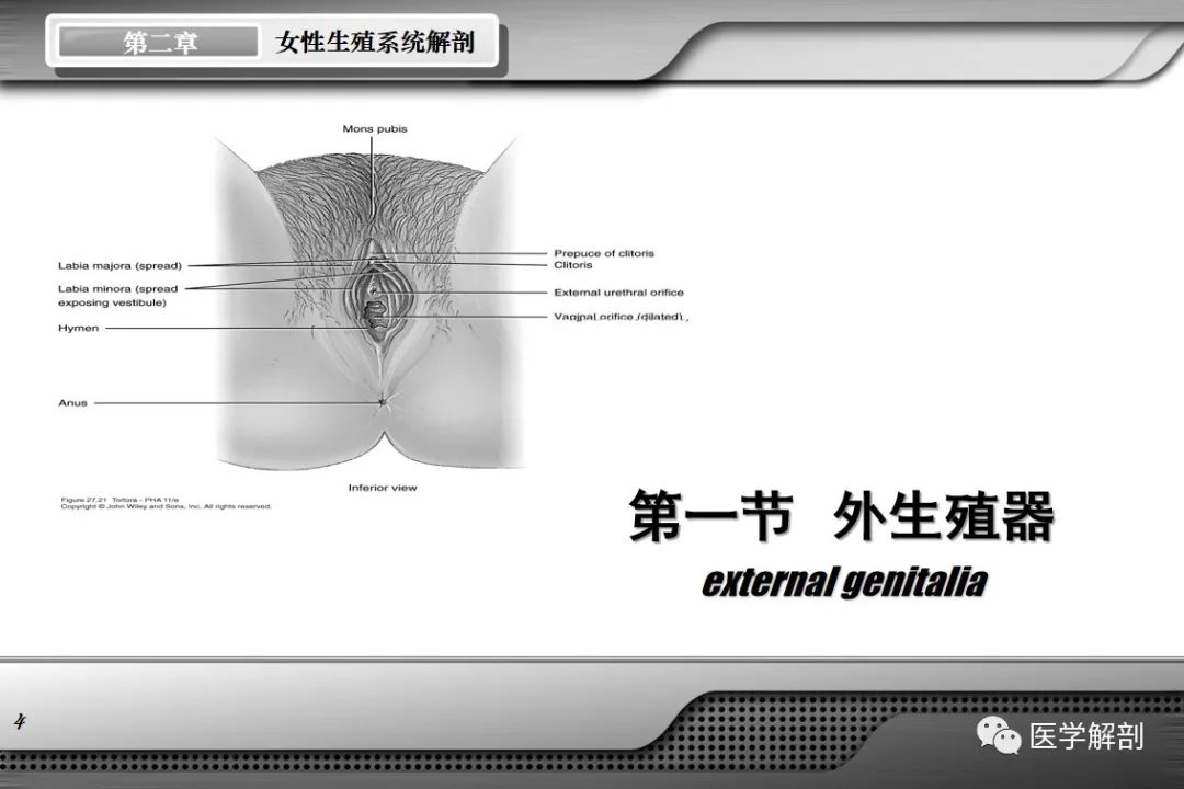影像PPT - 【PPT】女性生殖系统解剖-3