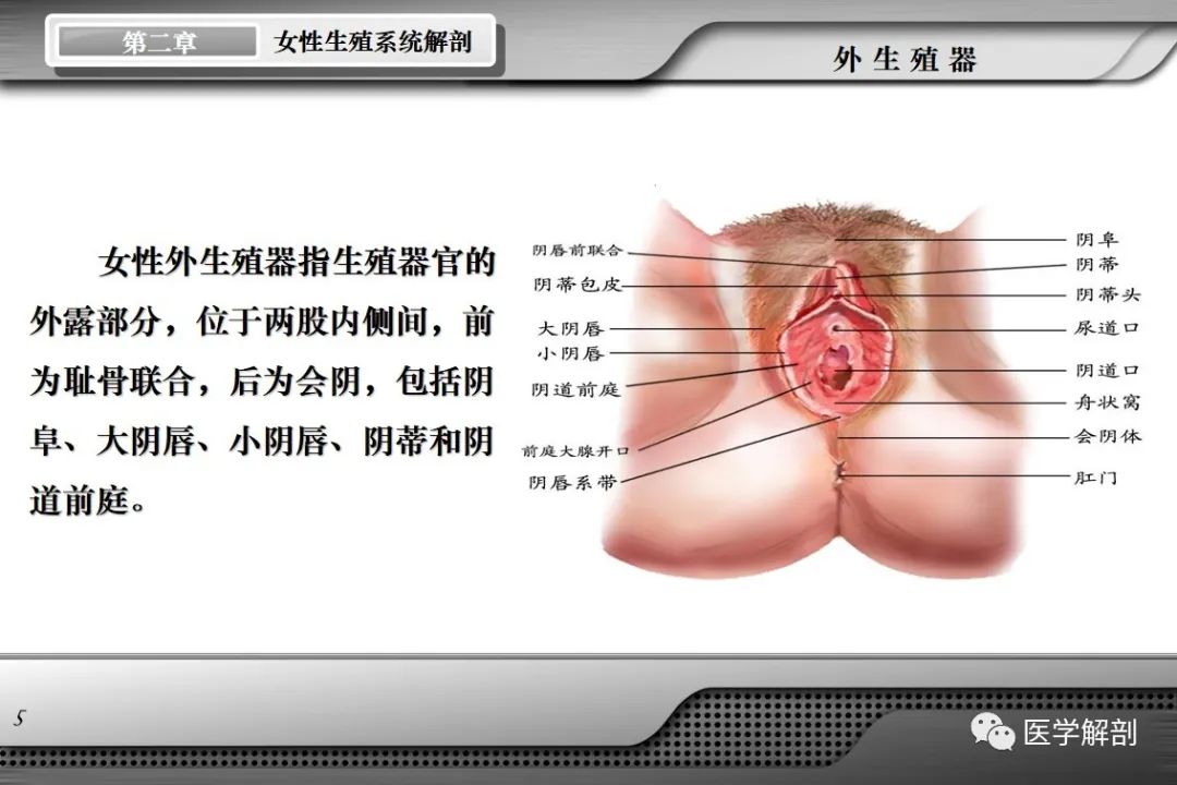影像PPT - 【PPT】女性生殖系统解剖-4