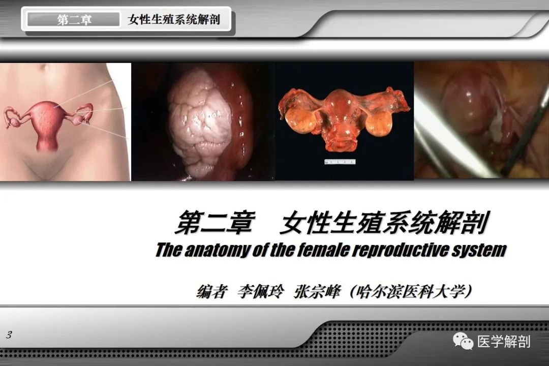 影像PPT - 【PPT】女性生殖系统解剖-2