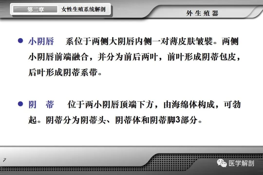 影像PPT - 【PPT】女性生殖系统解剖-6