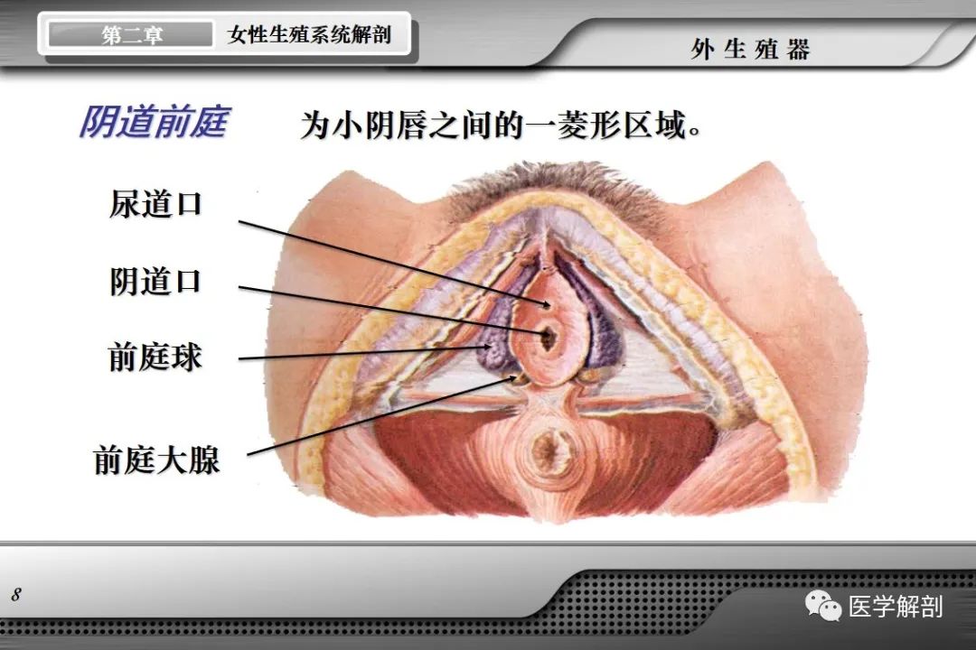 影像PPT - 【PPT】女性生殖系统解剖-7