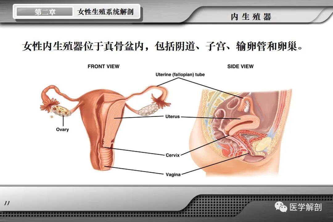 影像PPT - 【PPT】女性生殖系统解剖-10