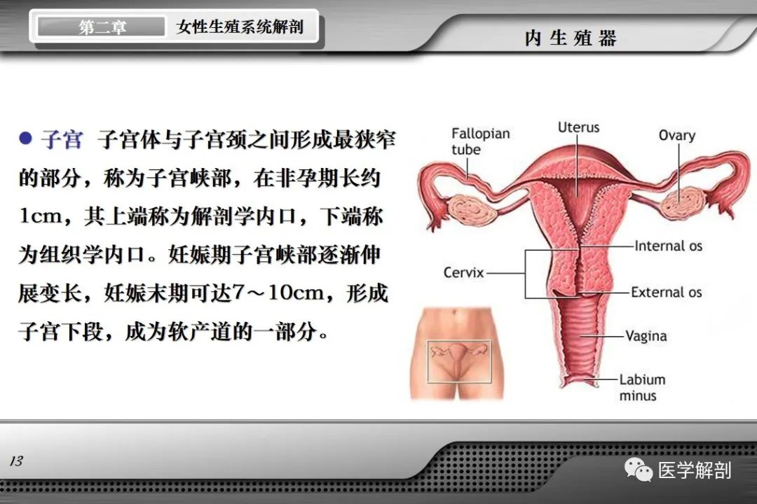 影像PPT - 【PPT】女性生殖系统解剖-12