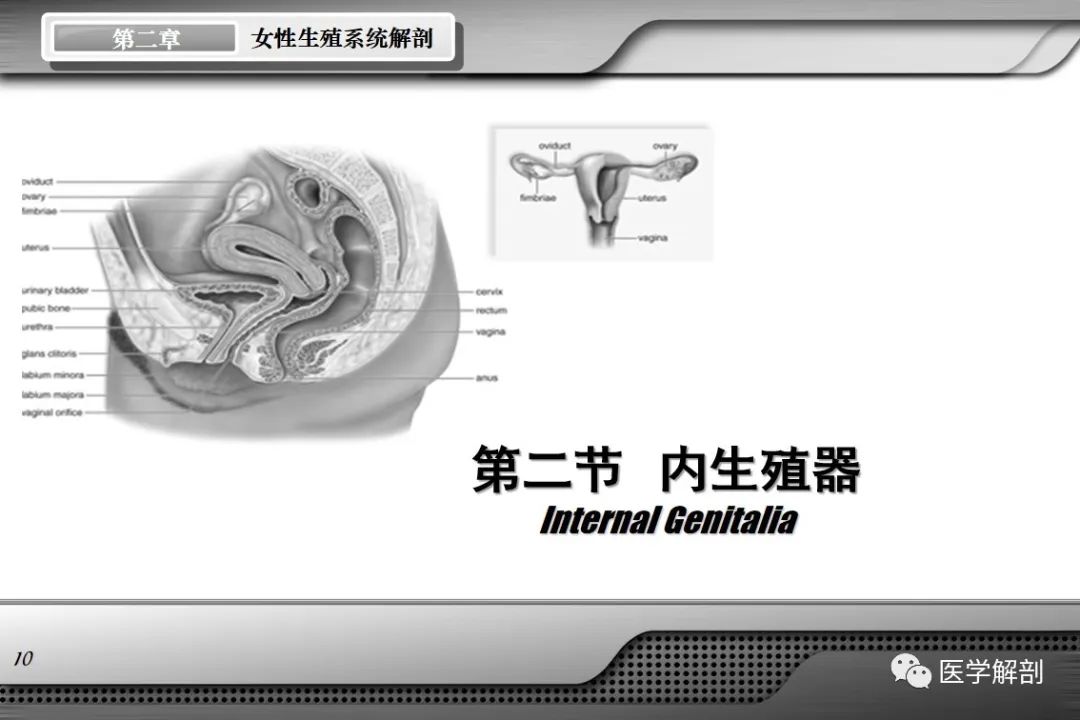 影像PPT - 【PPT】女性生殖系统解剖-9