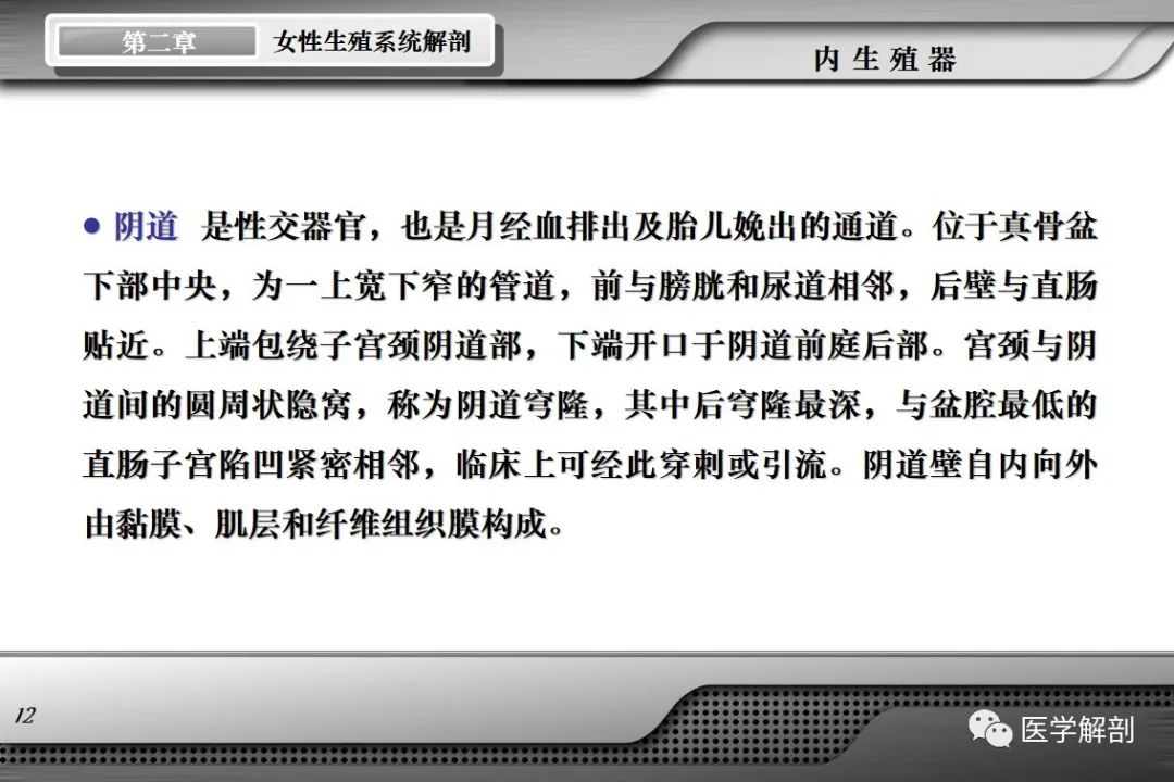 影像PPT - 【PPT】女性生殖系统解剖-11