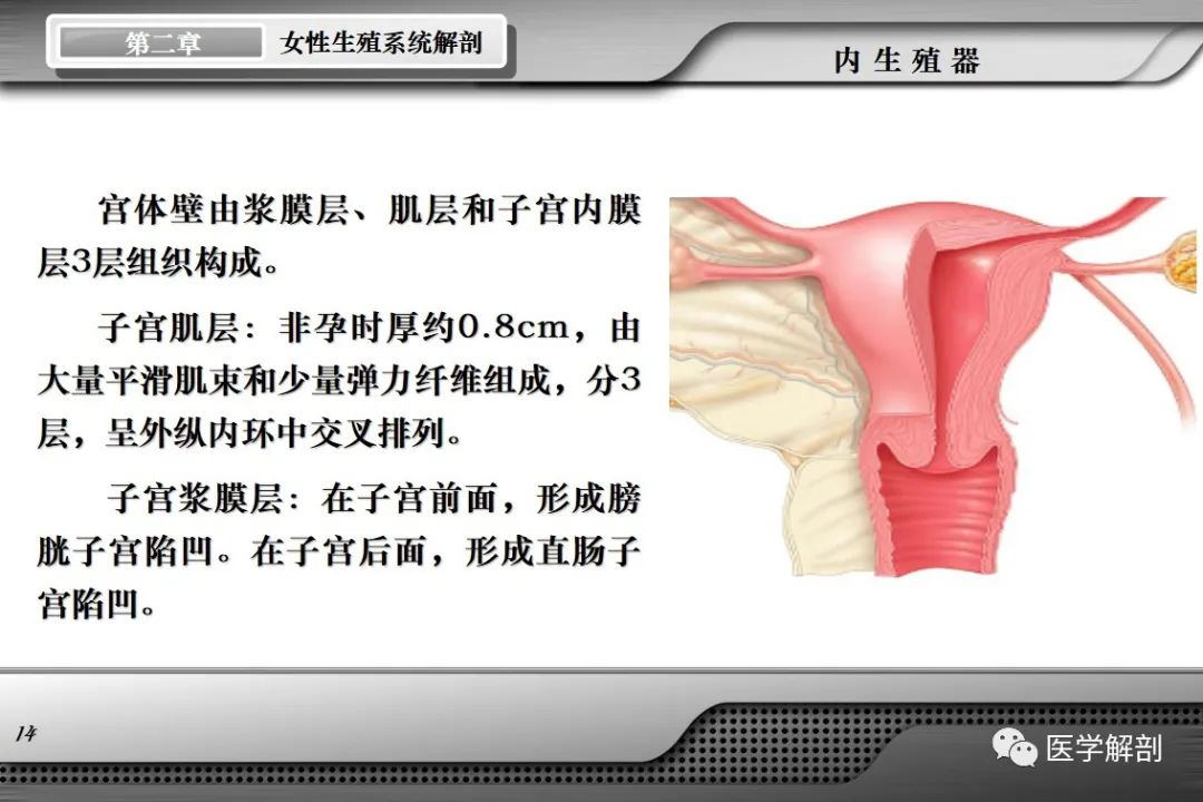 影像PPT - 【PPT】女性生殖系统解剖-13