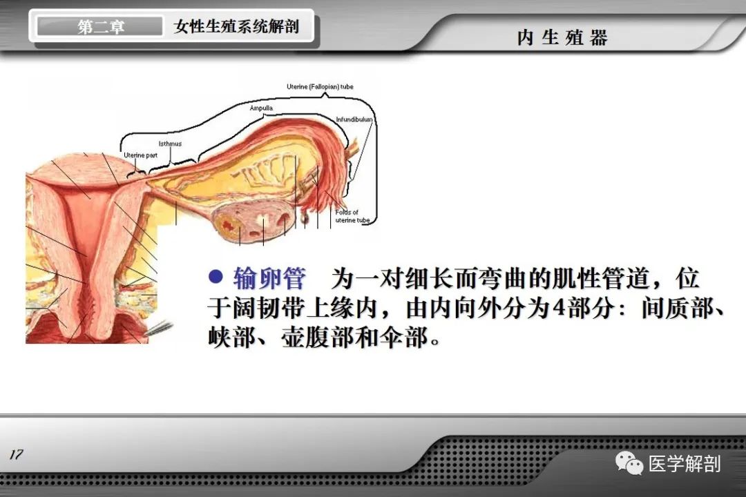影像PPT - 【PPT】女性生殖系统解剖-16