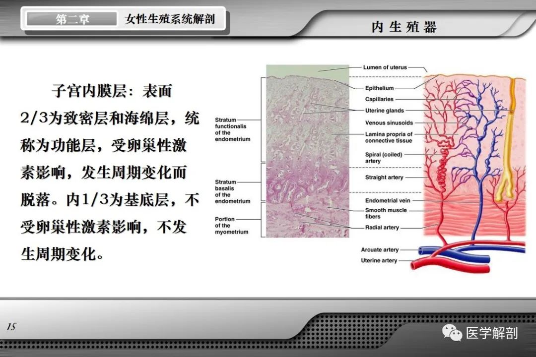 影像PPT - 【PPT】女性生殖系统解剖-14