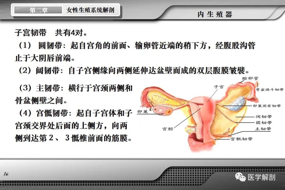 影像PPT - 【PPT】女性生殖系统解剖-15