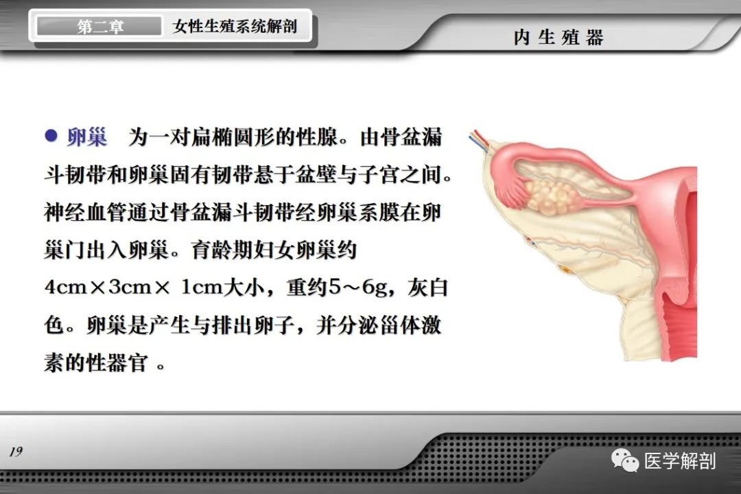 影像PPT - 【PPT】女性生殖系统解剖-18