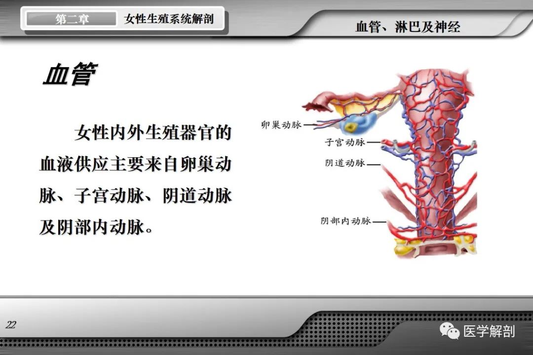 影像PPT - 【PPT】女性生殖系统解剖-21