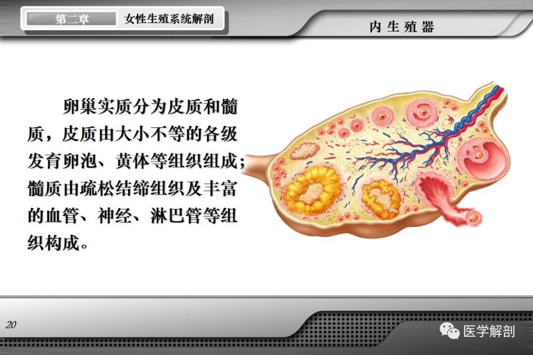 影像PPT - 【PPT】女性生殖系统解剖-19