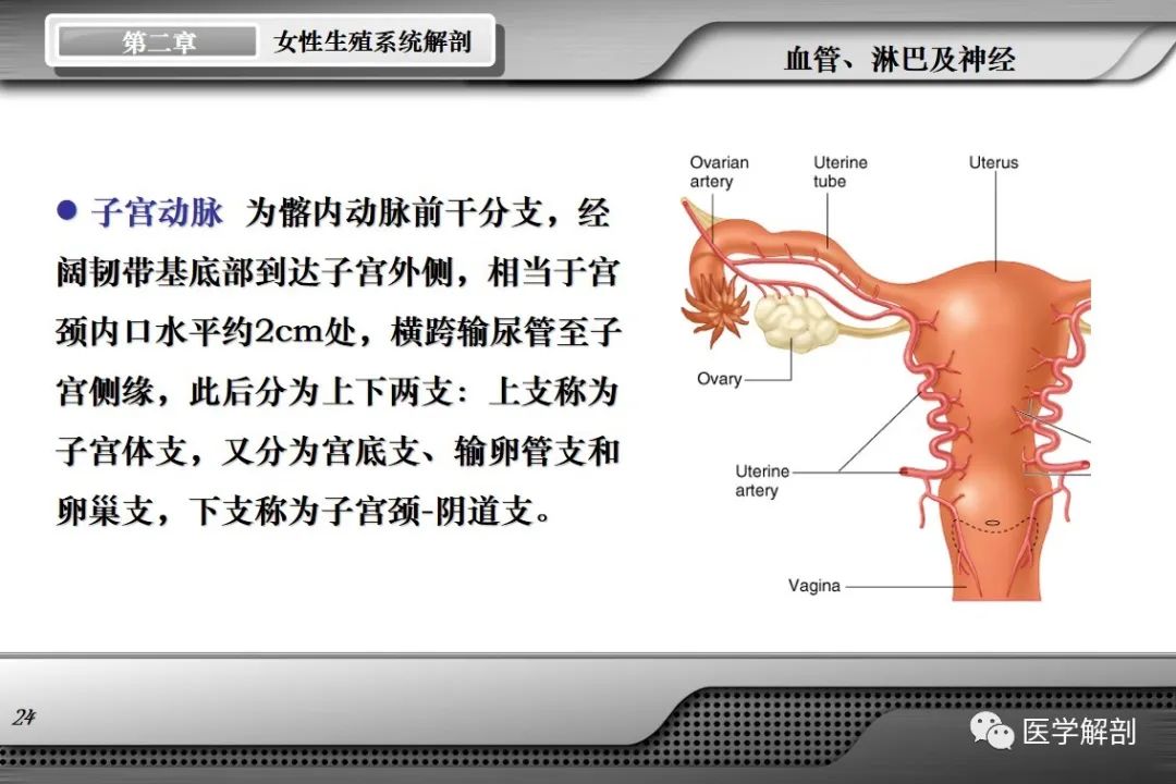影像PPT - 【PPT】女性生殖系统解剖-23