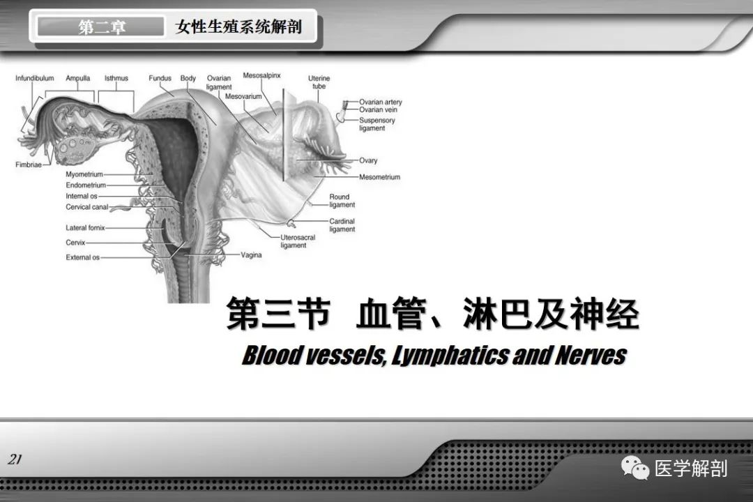 影像PPT - 【PPT】女性生殖系统解剖-20