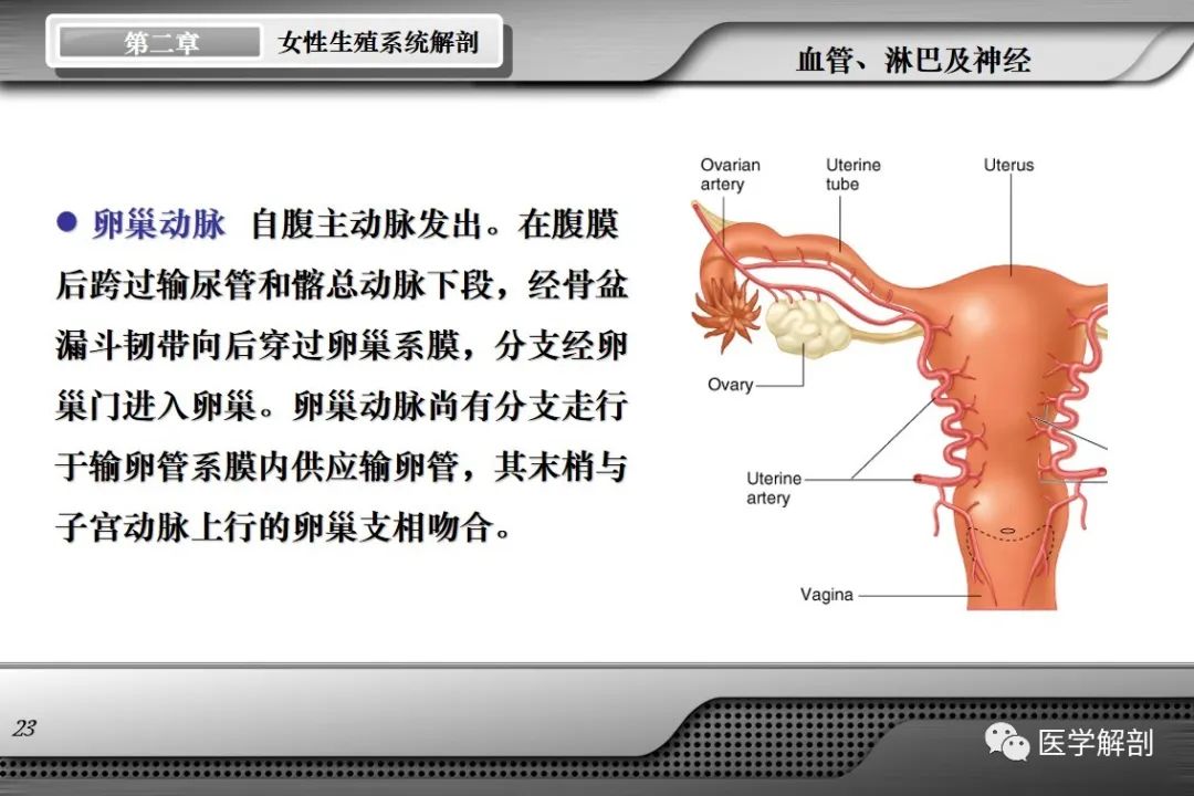影像PPT - 【PPT】女性生殖系统解剖-22